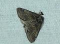 gluphisia crenata